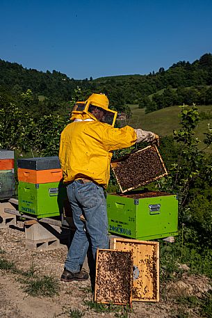 Apiculture in Alta Langa